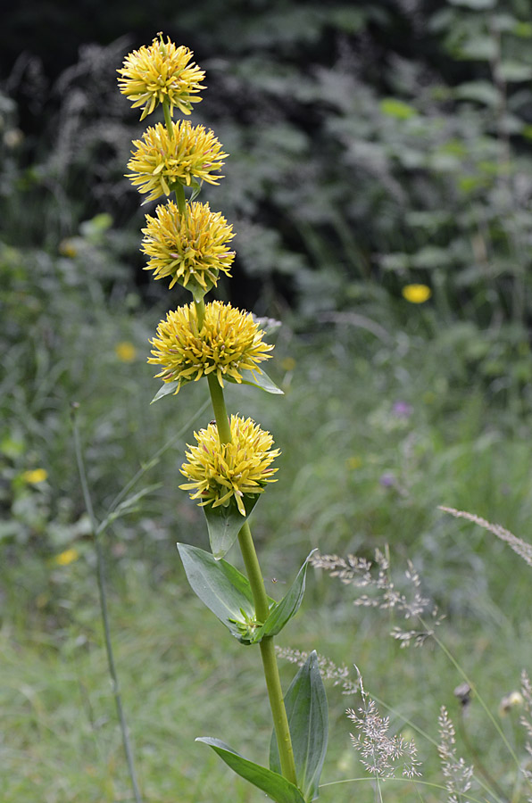 Gentiana lutea subsp. symphyandra / Genziana ad antere saldate